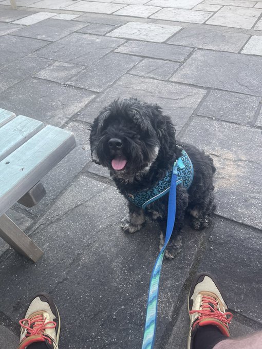A small, fluffy black dog wearing a blue patterned harness and a blue leash sits on a stone pavement next to a wooden bench, with a person's feet visible at the bottom of the frame.