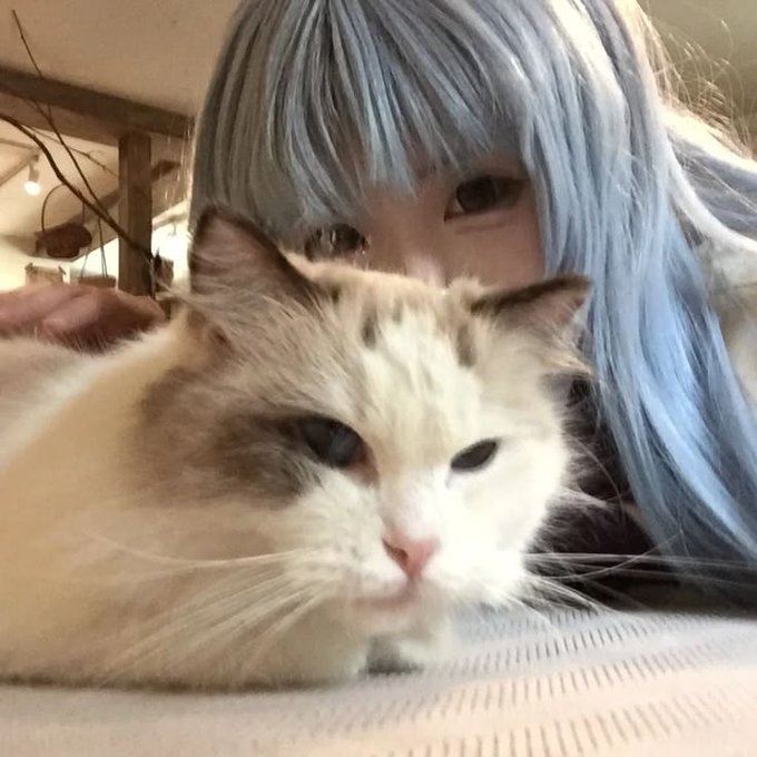 A fluffy white and beige cat rests on a striped surface while a person with long, light blue hair peers over it from behind.