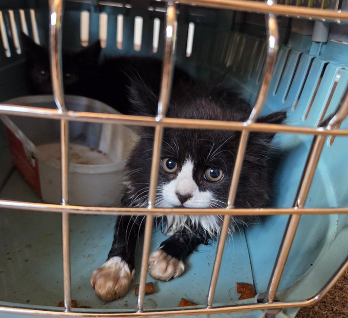 Two adorable black and white kittens—one peeking through the bars of a blue carrier, the other nestled behind it—have found a new home after being taken in from a barn, now decompressing and thriving in their foster space.