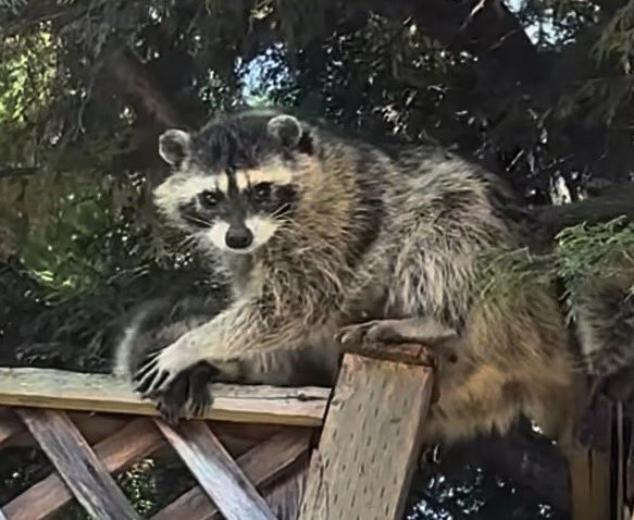 A raccoon perched on a wooden picnic table or bench, looking directly at the camera with its paws resting on the wood.