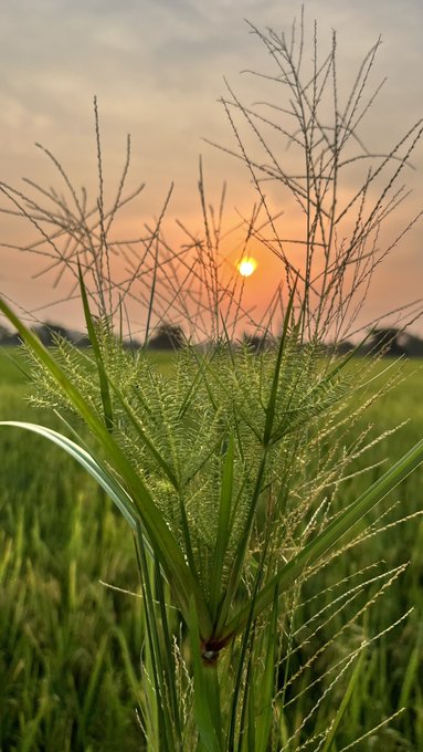 The image features a close-up view of a plant with green leaves against an orange sky backdrop. The sun is setting, casting warm hues across the scene. The focus of the photo seems to be on the plant rather than the market or the post itself.