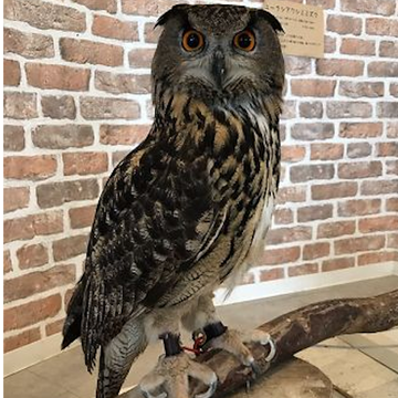 An owl with large orange eyes perched on a wooden branch in front of a brick wall.