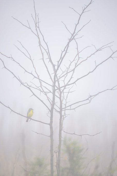 A small yellow and gray bird perched on a bare, leafless tree branch in a foggy, hazy outdoor setting with muted colors.