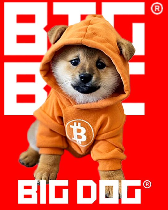 A promotional image featuring a Shiba Inu puppy wearing an orange hoodie with a Bitcoin logo, set against a red background with large white text reading 'BIG DOG'.