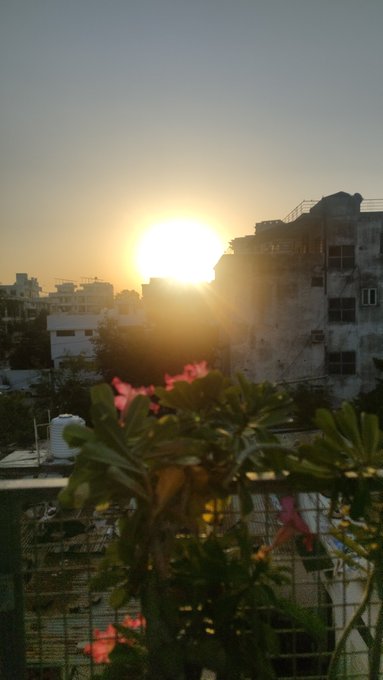 A sunset view from a rooftop with pink desert roses in the foreground, the sun glowing brightly behind urban buildings.