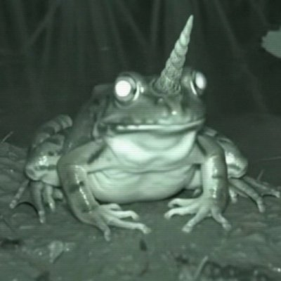 A black-and-white night-vision photo of a frog with glowing eyes and what appears to be a unicorn horn, a popular internet meme.