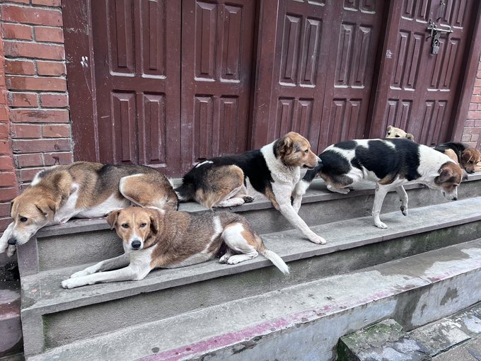 A group of street dogs resting on concrete steps in front of a reddish-brown wooden door, with a brick wall to the left; the dogs appear to be of mixed breeds with brown, white, and black coloring.
