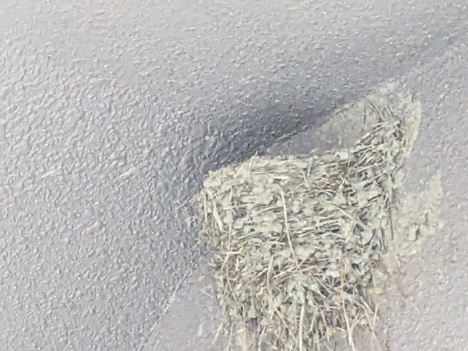 A close-up view of dry, light-colored hay or straw scattered on a textured gray concrete surface.