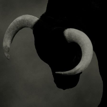 A close-up black and white image of a bull's head with large curved horns, mostly silhouetted against a dark background.