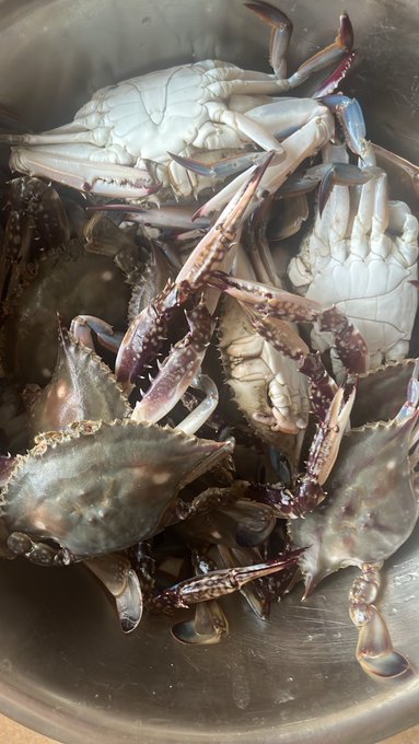 A metal bowl is filled with a pile of raw, whole crabs, ready to be prepared for a meal.