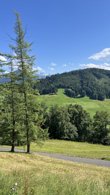 A serene alpine landscape features rolling green meadows and forested hillsides under a bright blue sky, framed by a tall pine tree and a winding country road in the foreground—capturing the peaceful, uplifting scenery you'd want to share with friends ("GM frens") to wish them a good morning.