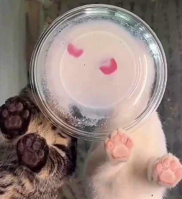 An adorable photo of two tiny kittens lying on their backs; the left one is a tabby and the right one is white, with a clear glass bowl placed over their heads that refracts a pink, heart-eyed face pattern onto the floor.
