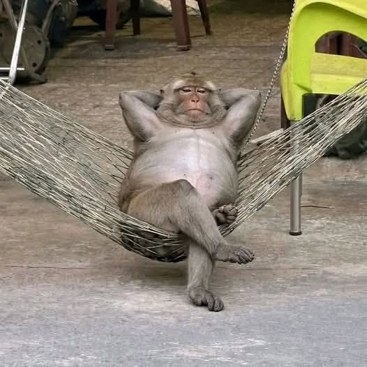 A relaxed monkey lying back in a hammock with its hands behind its head and legs crossed.