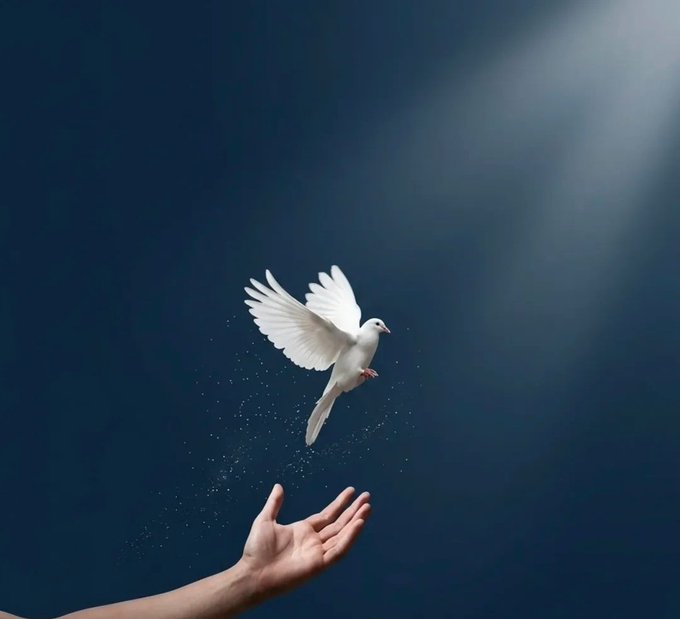 A white dove takes flight from an outstretched human hand against a dark blue background illuminated by a soft beam of light, with tiny particles trailing below its wings.