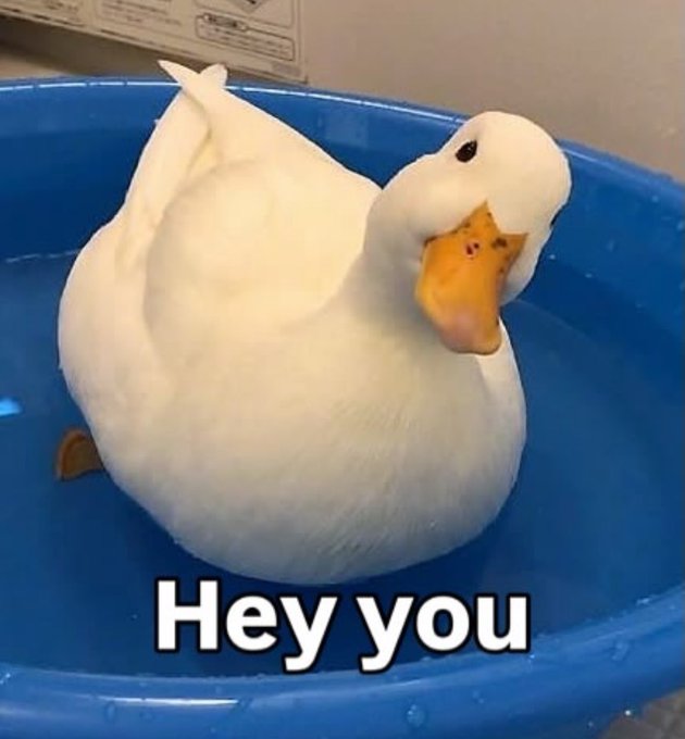 The image features a white duck sitting inside a blue bathtub filled with water. The caption of the image reads "Hey You", which seems to be a reference to the post about cryptocurrency that was shared by someone named @wallchain. This person has built an X Score on Crypto Twitter, indicating their genuine interest and engagement in the crypto world.