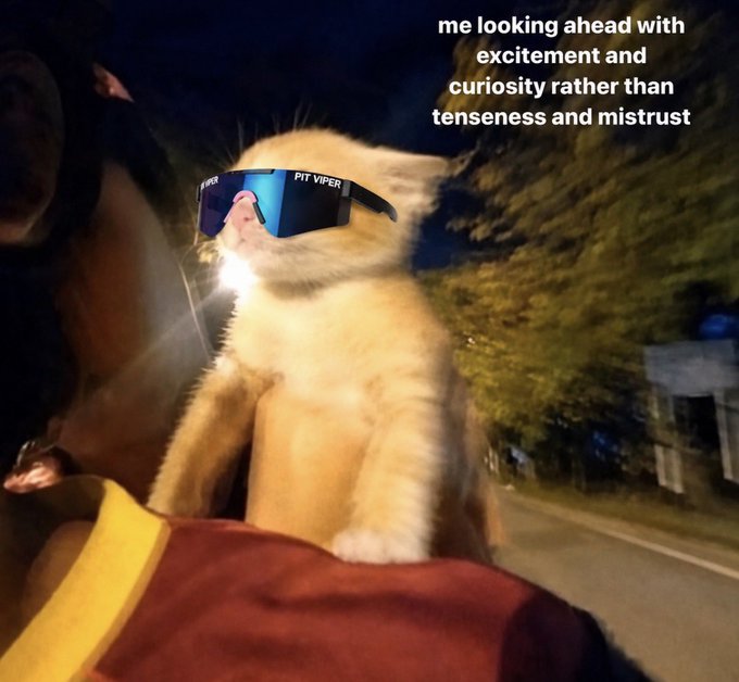 A cream-colored kitten wearing "PIT VIPER" sunglasses stands on a leather seat at night, gazing forward with its face tilted up toward passing lights. The caption "me looking ahead with excitement and curiosity rather than tenseness and mistrust" pairs with "the future is bright cousins" to convey an optimistic, forward-looking outlook made literal by the cat's sunglasses and lifted gaze.