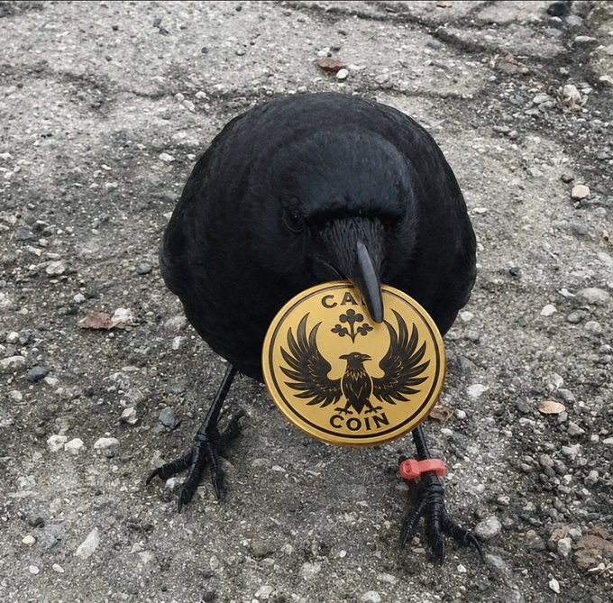The image features a black crow standing on gravel with a coin attached to its beak, as if it's trying to hold onto it or play with it. The caption of the image includes a reference to a meme that says "Bro, $CAW is just a meme." This refers to the actual content of the post and adds humor to the situation.