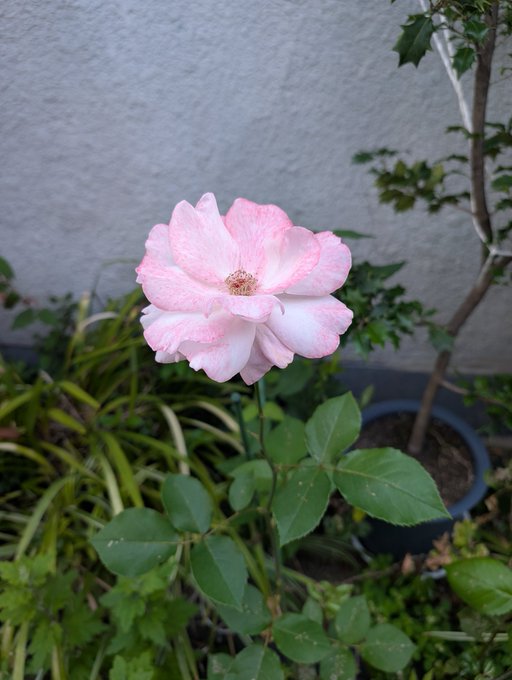 urn of pink flowers on a gray wall, with green plants and a tree branch in the background.
