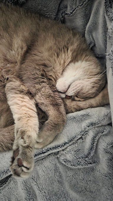 "gm happy thursday" is a caption that appears at the bottom of an image featuring a cat sleeping on a bed with its paws up, surrounded by a gray blanket. The image also contains text that reads "gm happy thursday".