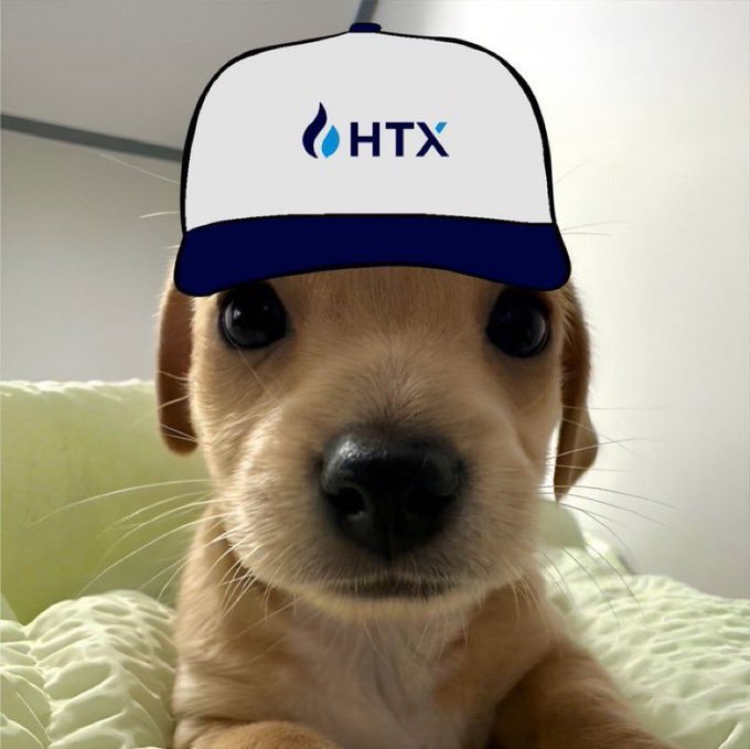 A small tan dog with large dark eyes lies on a quilted surface, wearing a digitally added white and navy trucker hat featuring the HTX logo.