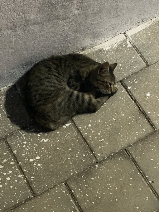 A tabby cat curled up sleeping on grey stone pavement next to a wall.