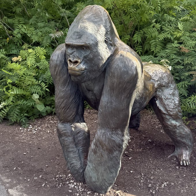 A bronze statue of a gorilla walking on all fours, positioned outdoors with green leafy bushes in the background.
