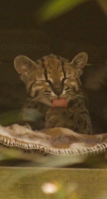 A small spotted wildcat kitten with its eyes closed appears to be licking or eating a red piece of meat, with the watermark 'TERCEROS' visible.