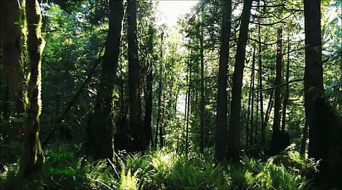 vernal pools of water support a lush forest, with tall trees and ferns reaching towards the sky.