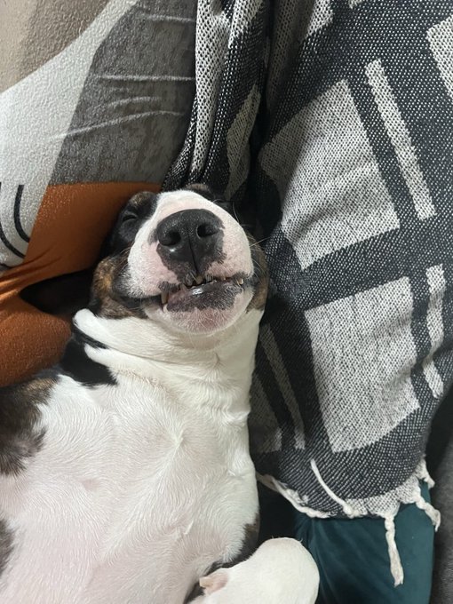 A dog lies on its back on a couch with its teeth showing in a sleepy, teeth-baring expression, fitting the caption's playful suggestion that it's dreaming of "bitches." The dog's relaxed pose and slightly grimacing face make it look caught mid-dream about canine companions.
