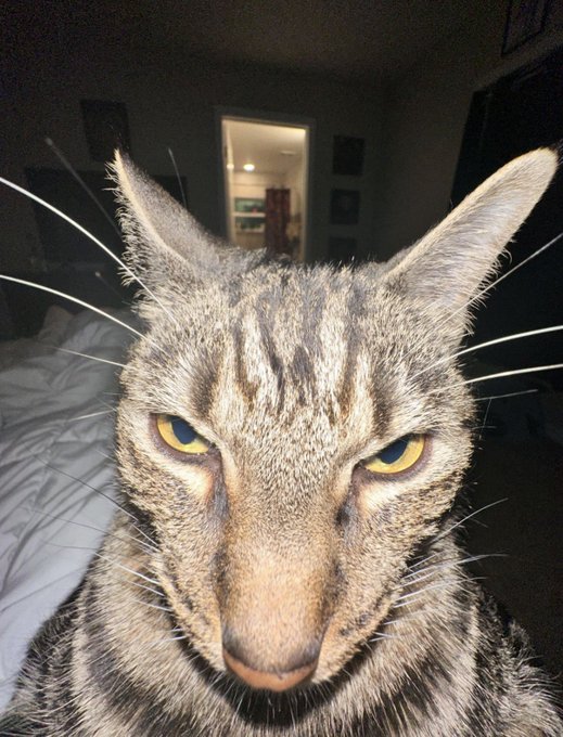 A close-up selfie of a tabby cat with striking yellow eyes and tall pointed ears, staring directly at the camera against a dimly lit bedroom background.