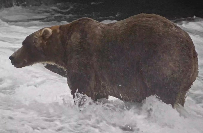 A large brown grizzly bear wades through rushing white water, its wet fur glistening as it appears to be fishing or moving through the rapids.