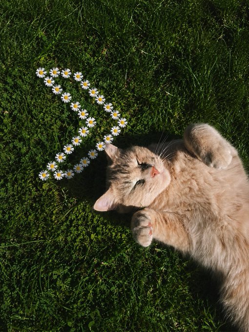 A cream-colored cat lies peacefully on its back in the grass beside a heart-shaped arrangement of daisies, embodying the gentle reminder to "Touch Grass" — sometimes you just need to slow down, enjoy nature, and soak up the sunshine with a purring companion.