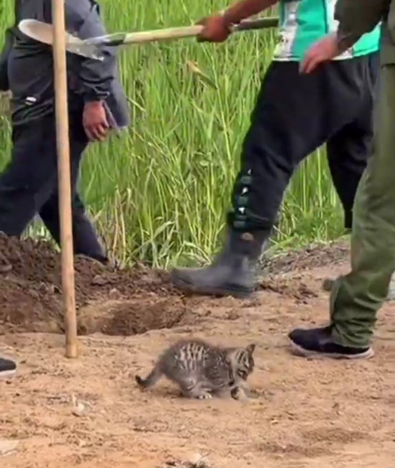 A small tabby kitten crouches fearfully on a freshly dug patch of dirt, surrounded by several people wearing rubber boots and holding shovels in a field of tall green grass. The caption humorously reflects the kitten's perspective, as it insists on doing its own business while the workers carry out their digging nearby.