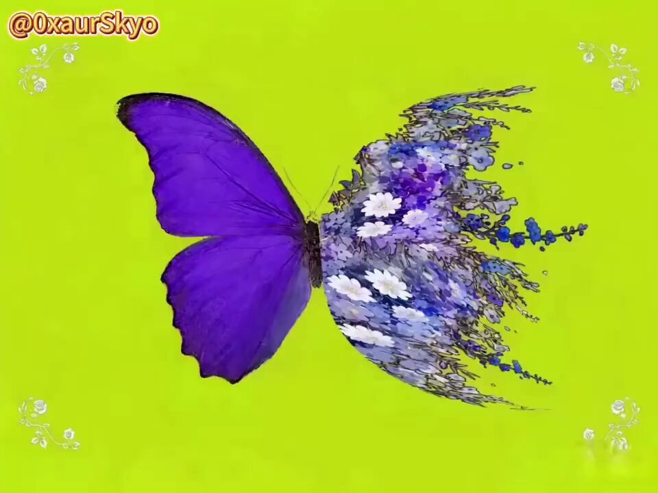 The image features a butterfly with purple wings, which appears to be split into two halves. The left half of the butterfly has blue wings while the right half has white wings. The butterfly is set against a green background, creating an interesting contrast between the vibrant colors and the solid color. The image also includes text that reads "0xauurskyo" and "Agent", which may be related to the butterfly or some other aspect of the scene.