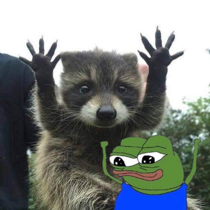 A meme image showing a raccoon holding up its paws next to a crying Pepe the Frog cartoon character.