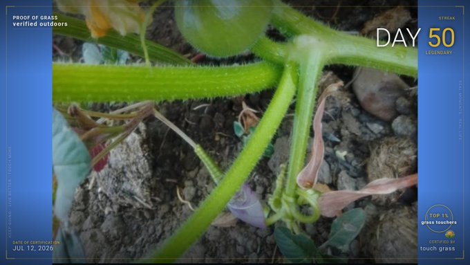 A close-up of a plant stem in soil, labeled 'DAY 50' with text 'PROOF OF GRASS verified outdoors' and 'DATE OF CERTIFICATION JUL 12, 2026'.