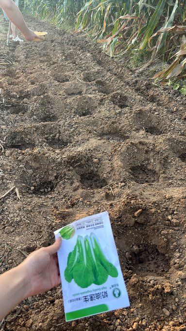 A person's hand holds a seed packet featuring a picture of green bitter melons over a patch of tilled soil in a field, with a child's legs visible in the background.