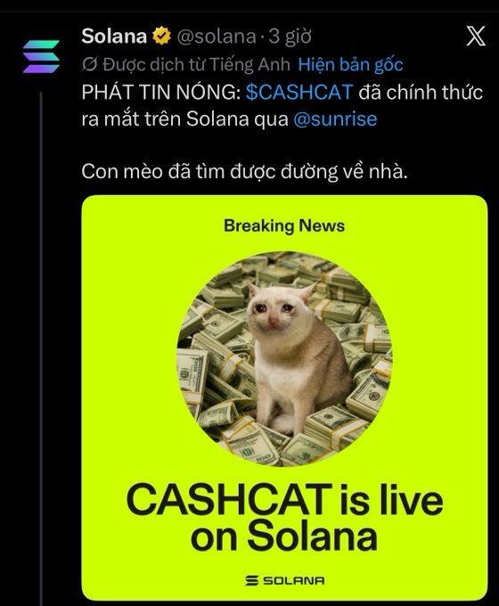 A tweet from @solana announces that $CASHCAT is live on Solana via @sunrise, featuring a green graphic of a cat surrounded by money with the text 'CASHCAT is live on Solana.'