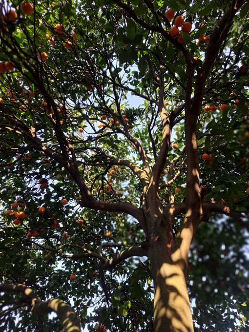 A low-angle photograph looking up into the branches of a persimmon tree laden with orange fruit, with sunlight filtering through the green leaves.