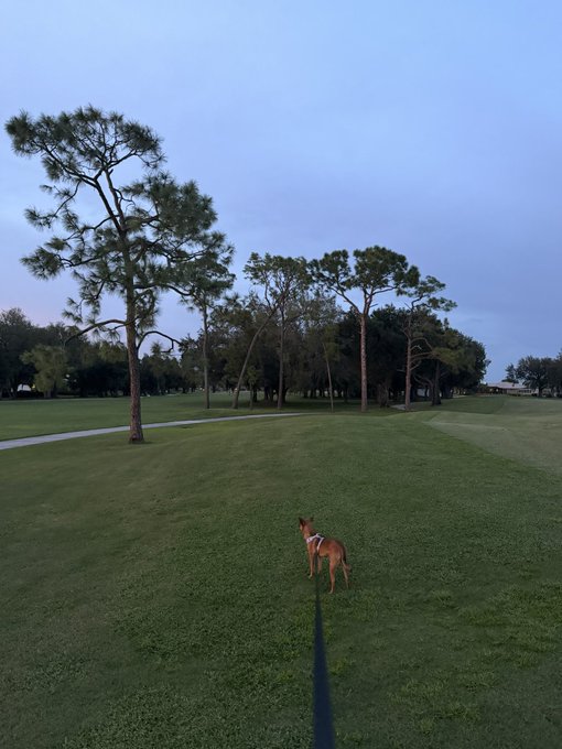A dog on a leash stands on a grassy field in a park-like area with trees under an overcast sky.