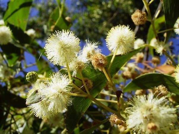 A close-up photograph of a flowering plant with spherical, fluffy cream-colored blossoms and green leaves set against a blue sky.