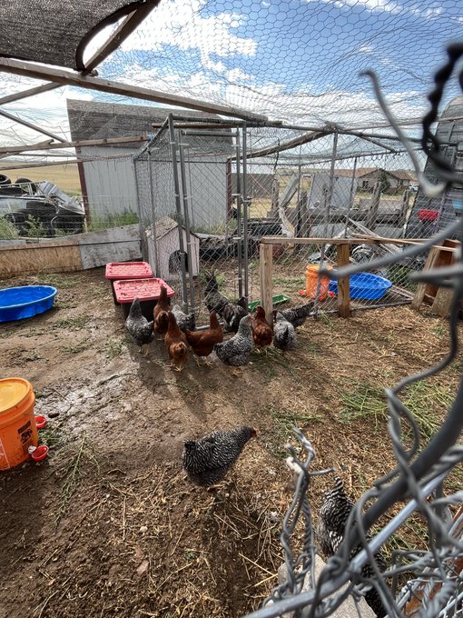 A flock of chickens, including both hens and a barred rooster, forage around a dirt enclosure with feeders, water containers, and a wire mesh overhead.