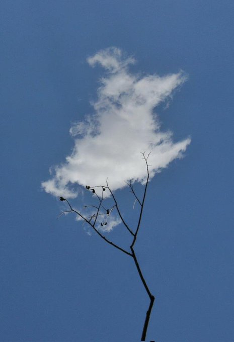 A photograph looking upward at a bare tree branch silhouetted against a blue sky with a single white cloud.