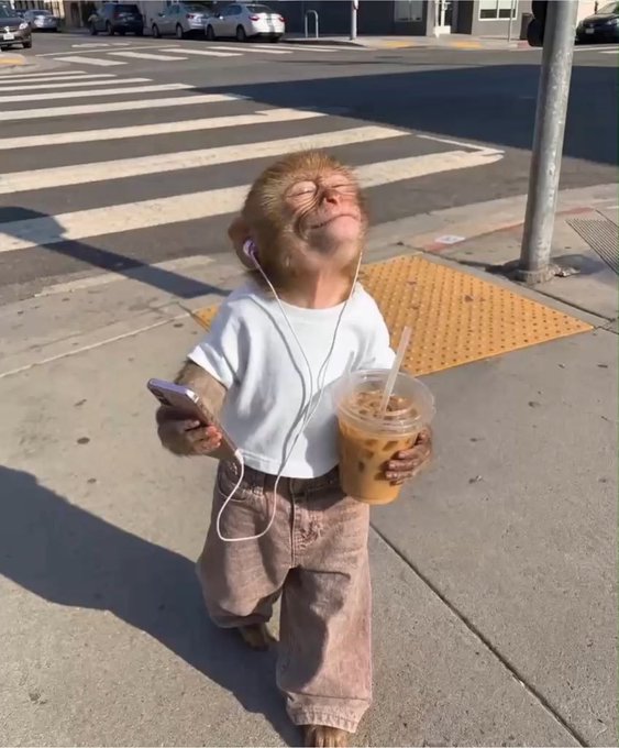 A small monkey wearing a white t-shirt, tan pants, and white earphones, holding a smartphone and an iced coffee cup while standing on a city street corner.