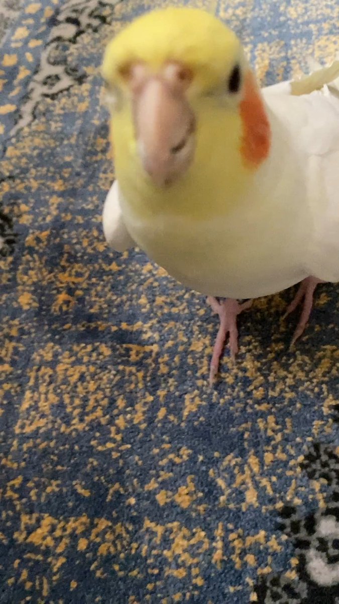 A close-up photo of a yellow and white cockatiel with orange cheek patches perched on a blue and gold patterned carpet.