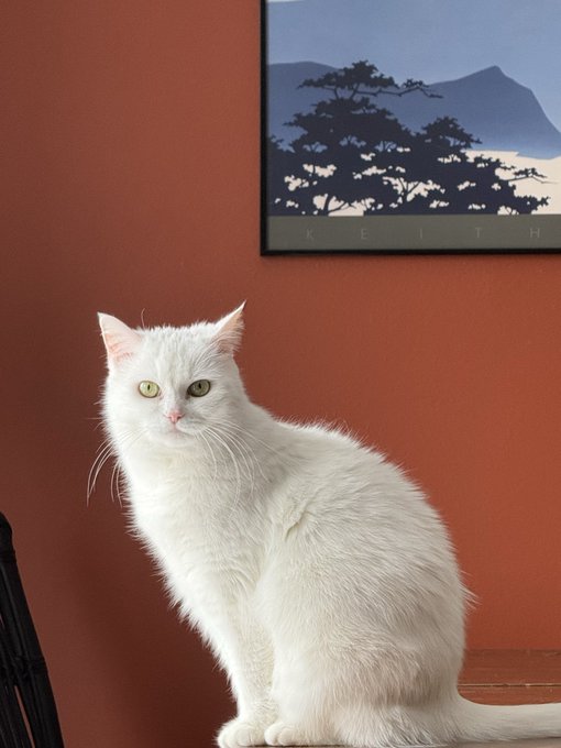 A white cat with green eyes sits in front of a burnt orange wall beneath a framed print of pine trees and mountains labeled 'KEITH'.