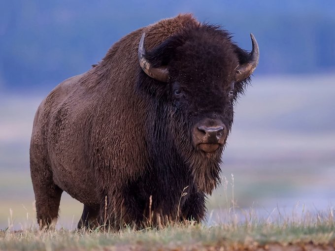 A large brown bison with curved horns in a grassy field against a blurred blue background.