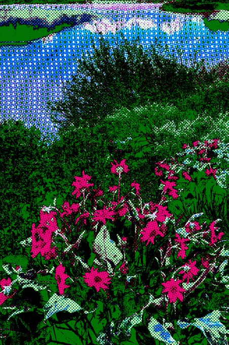 A heavily stylized, posterized image with a halftone effect shows a vibrant garden of bright pink flowers and dark green foliage beside a blue body of water.