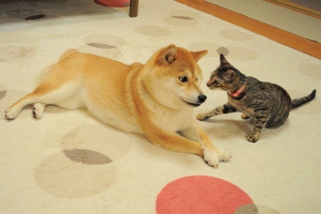 A Shiba Inu dog and a tabby kitten lie face-to-face on a polka-dot rug, seemingly sharing a tender moment. The image appears to be used to critique the "$CATE" cryptocurrency meme coin, suggesting the project exploits genuine emotional moments—like animals bonding or the loss of a beloved pet—to manipulate investors.