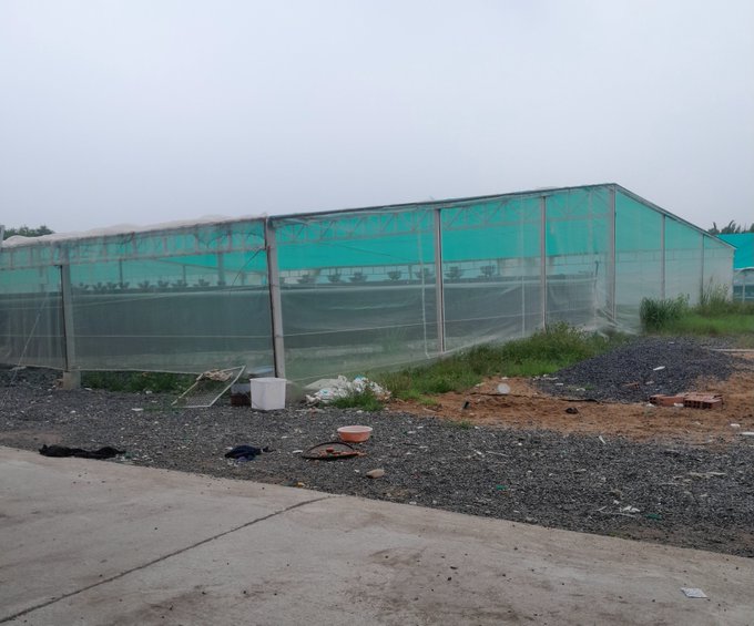 An outdoor photograph of a large agricultural greenhouse with green translucent covering and ventilation fans along the side, situated next to a concrete road with gravel and dirt areas.
